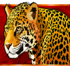 congo cash cheetah symbol