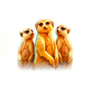 diamond king gold meerkats symbol