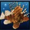 dolphins pearl lionfish symbol