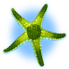 ocean magic starfish3 symbol