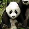 untamed giant panda baby symbol