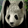 untamed giant panda bear symbol