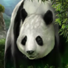 wild orient panda symbol